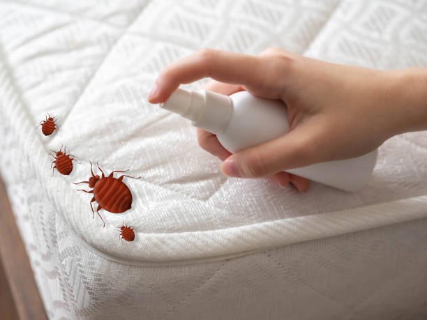 Pest Control for Hotels in Yucaipa, CA